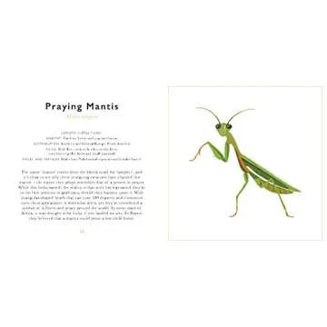 The Little Guide to Bugs: Your Fun Insect Companion