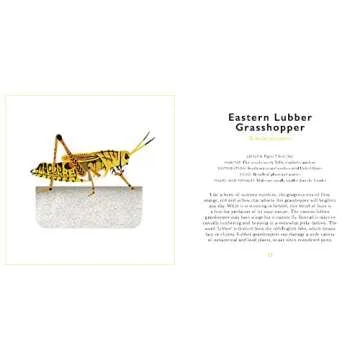 The Little Guide to Bugs: Your Fun Insect Companion