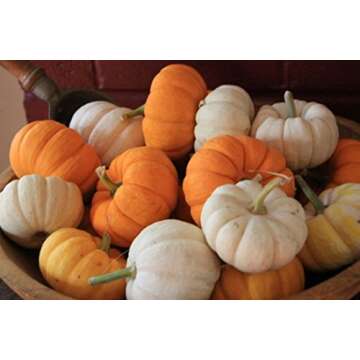 Harvest Blend Pumpkin Seed Mix for Unique Pumpkins