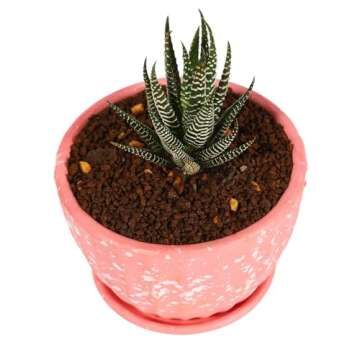 ZzbTwinkle 6 lb Akadama Soil for Bonsai and Succulents