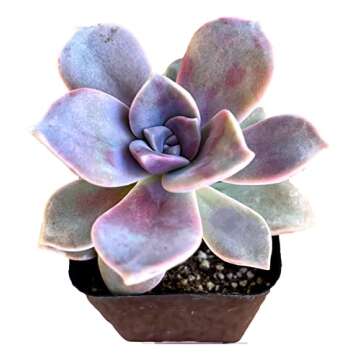 Fat Plants San Diego Living Indoor Succulents and Cactus Rooted in Plastic Planters with Soil (2.5 Inch, Superbum)