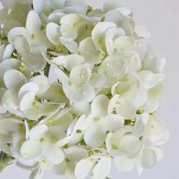 ZYTUYO 20 inches 4 Pcs Ivory White Real Touch Hydrangea Artificial Flowers Boho Lifelike Real Looking Latex Hydrangeas Flower with Long Stem for Home Decor Spring Table Centrepiece