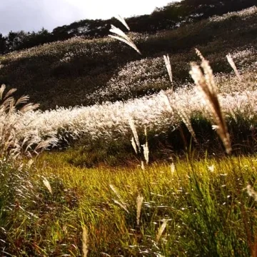 Sigma 35mm F1.4 Art DG HSM Lens for Canon - Premium Quality