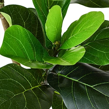 Realistic 5 Feet Artificial Fiddle Leaf Fig Tree for Decor