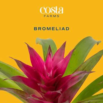Costa Farms Bromeliad Live Indoor Flowering Plant - Easy Care Houseplant in Eco-Friendly Planter
