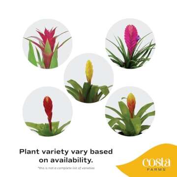 Vibrant Costa Farms Bromeliad Indoor Plant, Easy Care Houseplant
