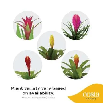 Vibrant Costa Farms Bromeliad Indoor Plant, Easy Care Houseplant