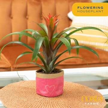 Vibrant Costa Farms Bromeliad Indoor Plant, Easy Care Houseplant