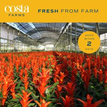 Vibrant Costa Farms Bromeliad Indoor Plant, Easy Care Houseplant
