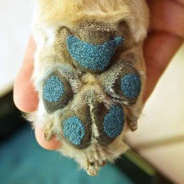 PawFriction Instant Traction for Senior Dogs Kit