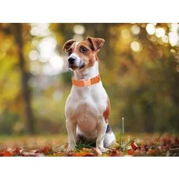 ARING PET Fall Dog Collar-Cotton Orange Dog Collar and Leash Set, Comfortable Dog Collar and Leash Pet Collars with Metal Buckle