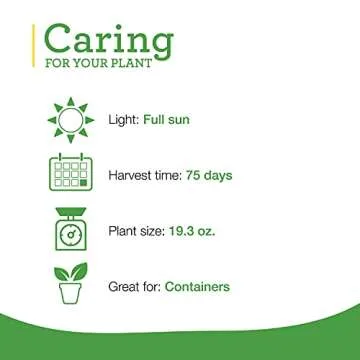 Bonnie Green Bell Pepper Live Plants - Non-GMO 4 Pack