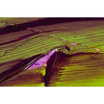 Liquitex Professional Fluid Medium, 237ml Glazing Medium