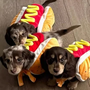 EHYXTEGX Hot Dog Pet Costume for Small Dogs and Cats