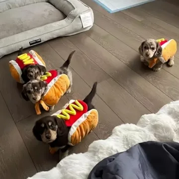 EHYXTEGX Hot Dog Pet Costume for Small Dogs and Cats
