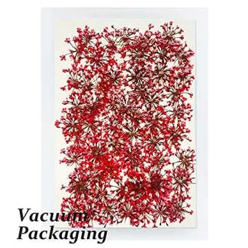 Pressed Dried Flowers Gypsophila for DIY Crafts and More