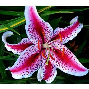 (3) Fragrant & Beautiful Flowering Stargazer Oriental Lily Bulbs, SeedsBulbsPlants&More