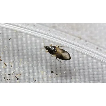 Natural Pest Control with 1,000 Minute Pirate Bugs