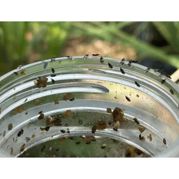 Natural Pest Control with 1,000 Minute Pirate Bugs