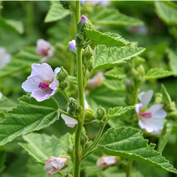 Marsh Mallow Herb Seeds for Gorgeous Garden Growth