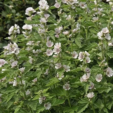 Marsh Mallow Herb Seeds for Gorgeous Garden Growth