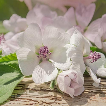 Marsh Mallow Herb Seeds for Gorgeous Garden Growth