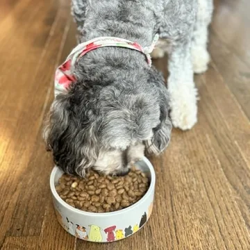 Durable SPOT Ceramic Dog Bowl for Medium & Large Dogs