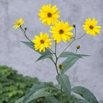 7 Jerusalem Artichoke Tubers - Planting Sunchokes for Delicious Harvest