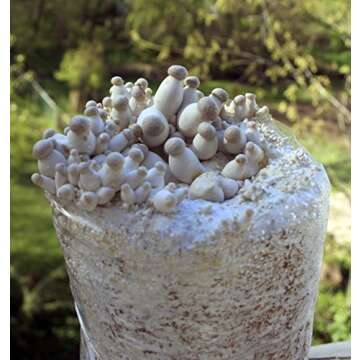 Root Mushroom Farm King Oyster Gourmet Mushroom Kit