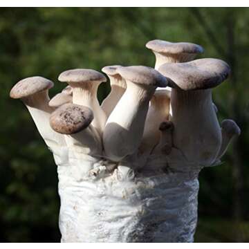 Root Mushroom Farm King Oyster Gourmet Mushroom Kit