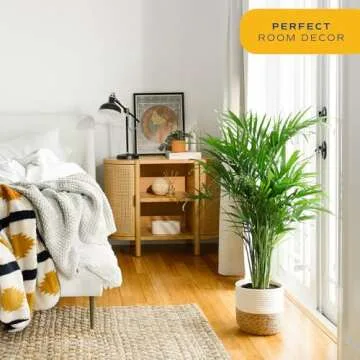 Costa Farms Majesty Palm Live Plant, Indoor and Outdoor Palm Tree, Potted in Plant Pot and Soil, Tropical Floor Houseplant, Housewarming, Patio, Balcony, Office, Home, and Room Decor, 3-4 Feet Tall