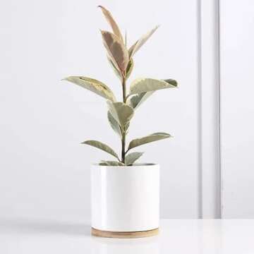 1pc - 6 Inch Indoor Outdoor Planter- Porcelain Ceramic Plant Pot with Drain Hole and Bamboo Tray (White), 6INCHPOT