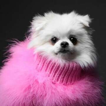 Max Bone x Christian Cowan Dog Sweater for Style Savvy Pups