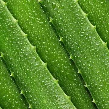 Mario Badescu Aloe Vera Toner for Sensitive Skin | 8 FL OZ