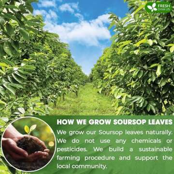 FreshDrinkUS Premium Soursop Dried Leaves Tea, 115 Cups