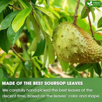 FreshDrinkUS Premium Soursop Dried Leaves Tea, 115 Cups