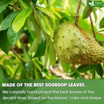 FreshDrinkUS Premium Soursop Dried Leaves Tea, 115 Cups