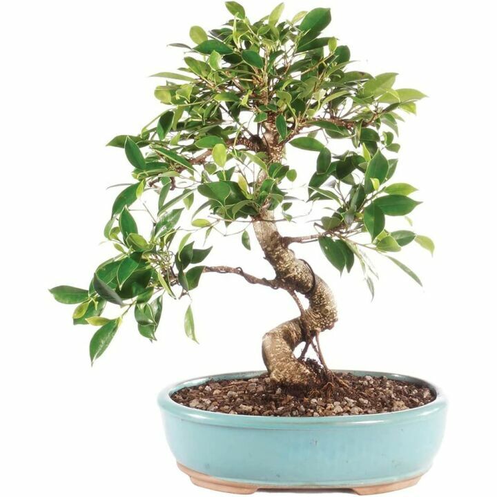 Brussel's Large Indoor Golden Gate Ficus Bonsai