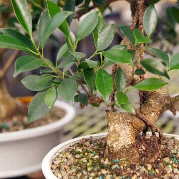 Brussel's Large Indoor Golden Gate Ficus Bonsai