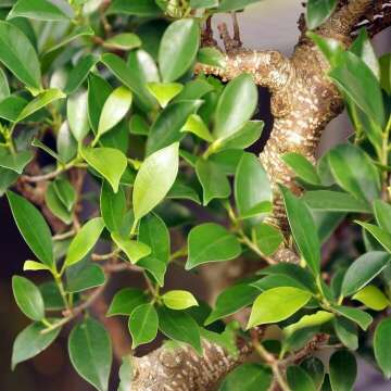 Brussel's Large Indoor Golden Gate Ficus Bonsai