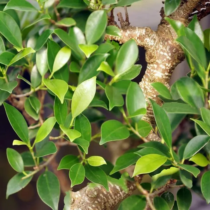 Brussel's Large Indoor Golden Gate Ficus Bonsai
