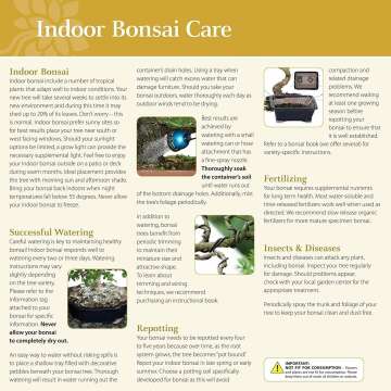 Brussel's Large Indoor Golden Gate Ficus Bonsai