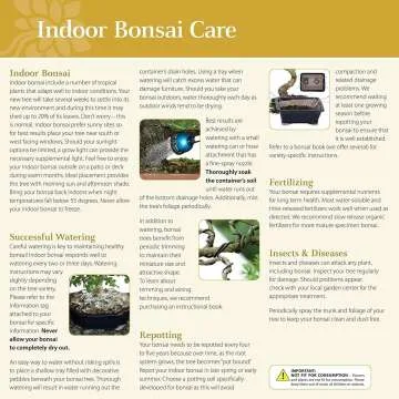 Brussel's Large Indoor Golden Gate Ficus Bonsai