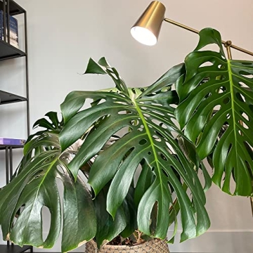 Active Grow 15W PAR38 LED Grow Light - Full Spectrum