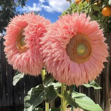 800+ Sunflower Seeds for Planting - Giant Teddy Bear Sunflower Heirloom Non-GMO Seeds Open Pollinate...