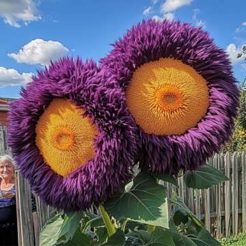 800+ Sunflower Seeds for Planting - Giant Teddy Bear Sunflower Heirloom Non-GMO Seeds Open Pollinated & Untreated - Attracts Butterflies & Bees