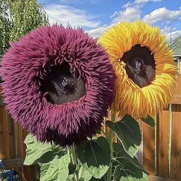 800+ Sunflower Seeds for Planting - Giant Teddy Bear Sunflower Heirloom Non-GMO Seeds Open Pollinated & Untreated - Attracts Butterflies & Bees