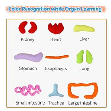 KAKIBLIN Anatomy Toys for Kids, Human Body Model, Preschool Educational Organ Plush, Science Learning Kits, Body Organ Science Kits, Sensory Toys for Boys Girls