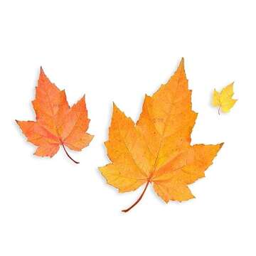 Maple Flavoring For Baking - Water Soluble Flavor for Baking and Cooking - Non-GMO - Gluten Free - K...