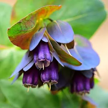 Outsidepride 50 Seeds Annual Cerinthe Major Honeywort Flower Seeds for Planting